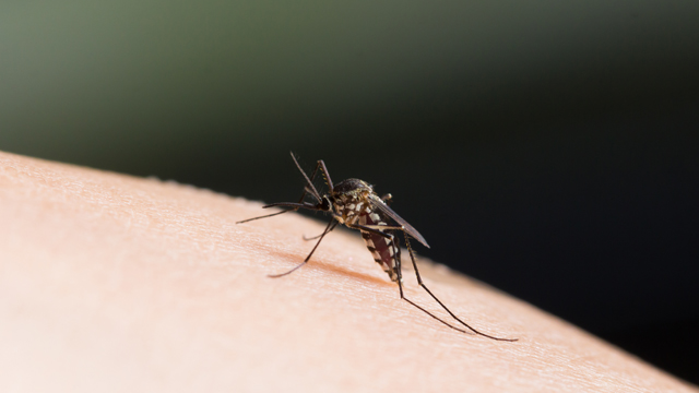 aedes_zika-chikungunya